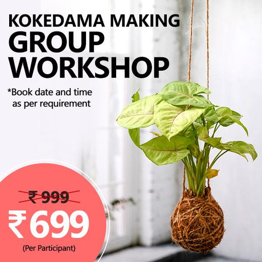 kokedama making - group workshop (set of 15)