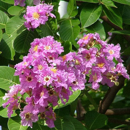 lagerstroemia speciosa - plant