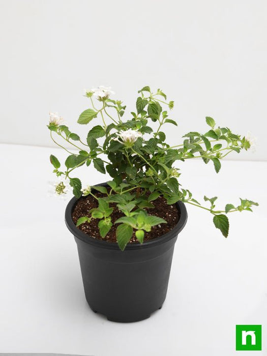 lantana camara (white) - plant