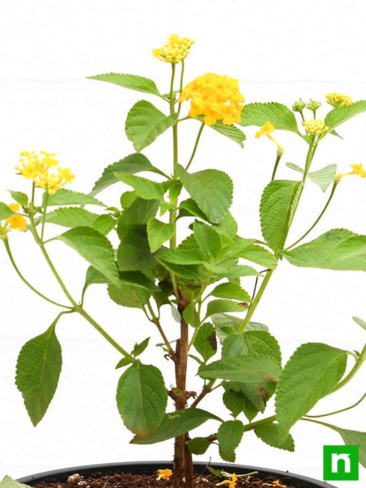 lantana camara (yellow) - plant
