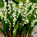 european lily - plant
