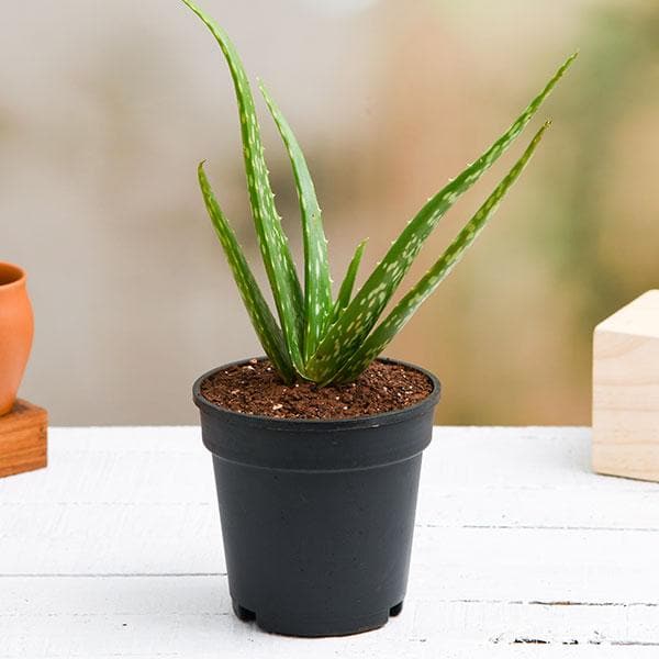 magical aloe vera plant
