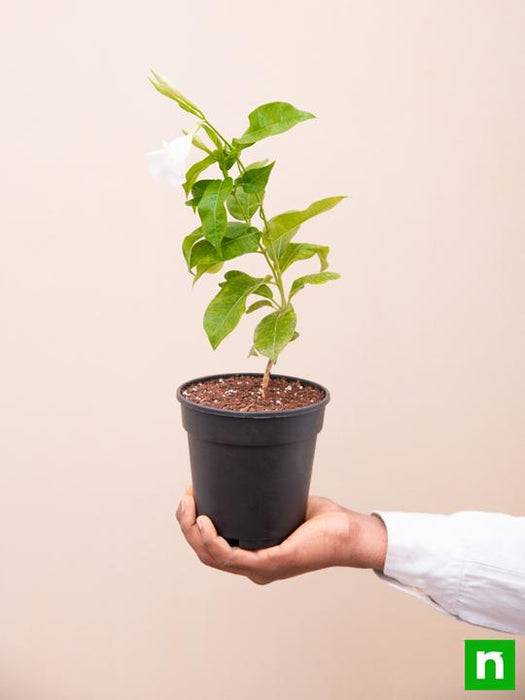 mandevilla (white) - plant