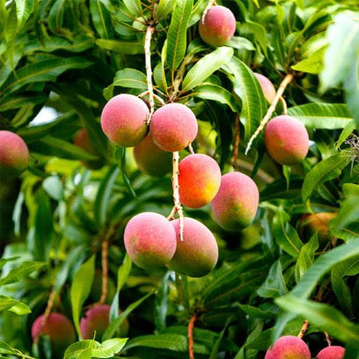 mango tree (pairi - plant