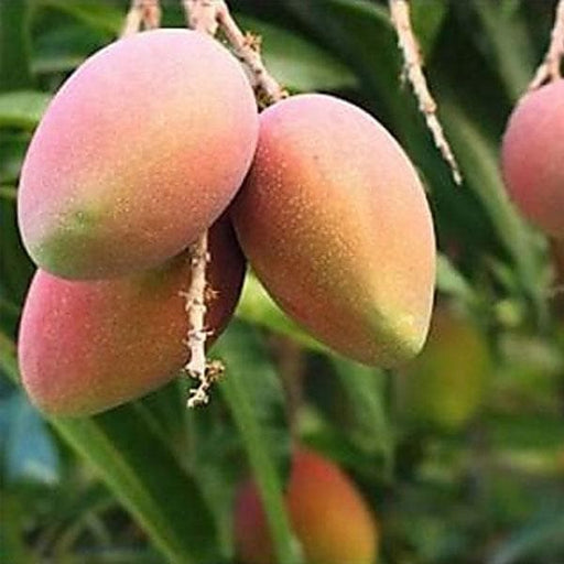 mango tree (amrapali - plant