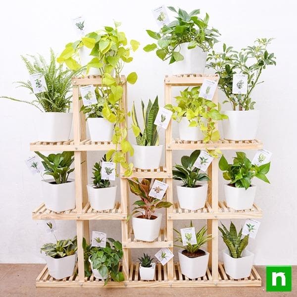 mesmerising indoor plants with wooden stand for indirect bright light space 