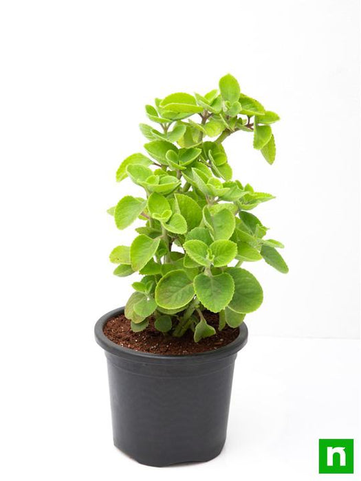 mexican mint - plant