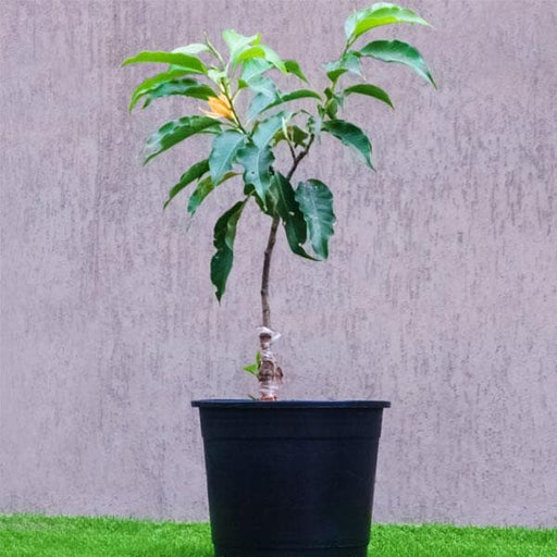 michelia champa - plant