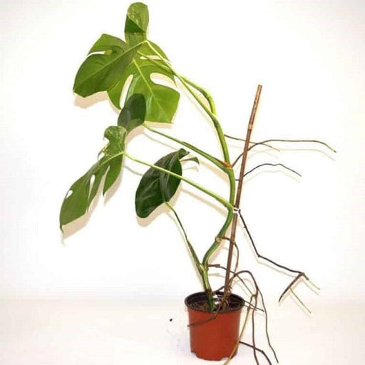 monstera borsigiana - plant