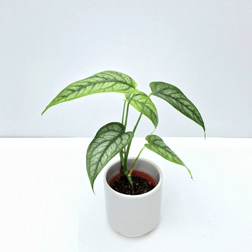 monstera siltepecana - plant