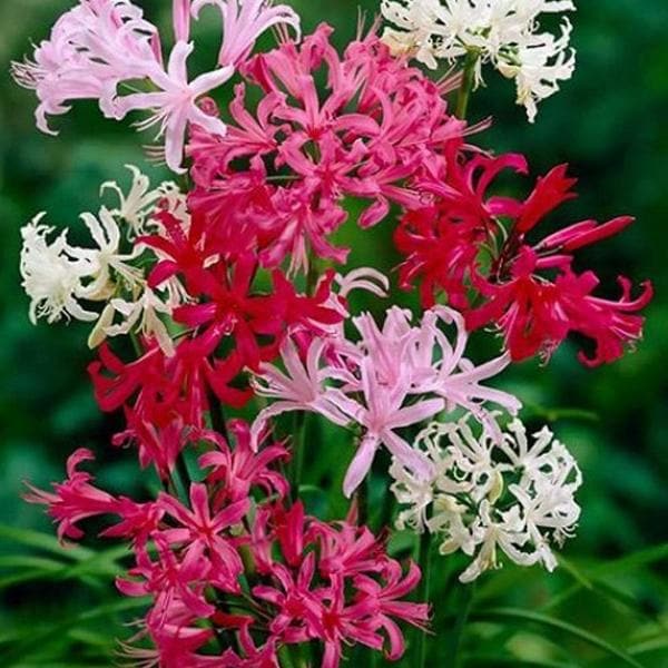 Nerine deals