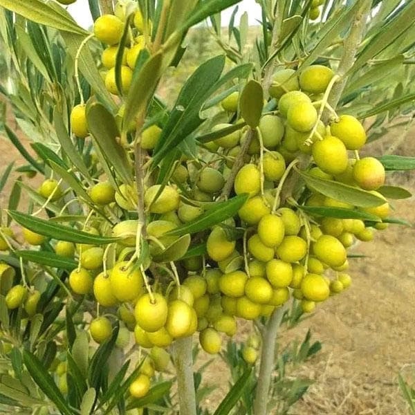 Olive, Jaitun - Plant
