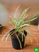 ophiopogon jaburan variegated - plant
