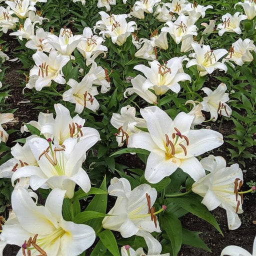 oriental lily - bulbs (set of 5)