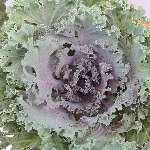 ornamental cabbage - plant