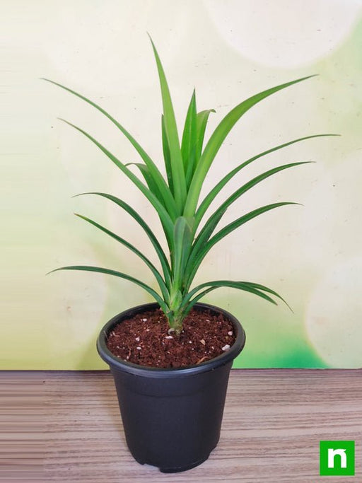 pandanus amaryllifolius - plant