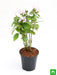 pentas (pink) - plant