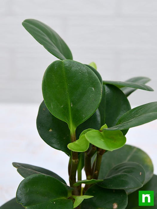 peperomia obtusifolia - plant