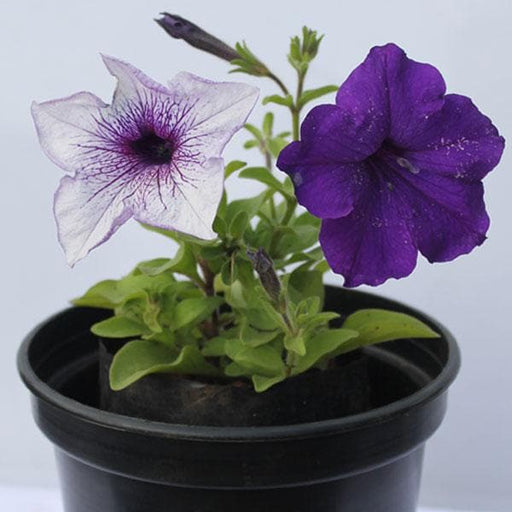 petunia (any color) - plant