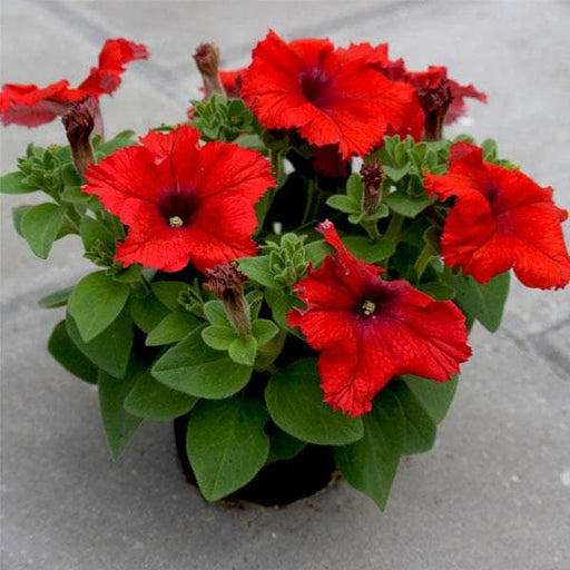 petunia (red) - plant