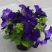 petunia (violet) - plant