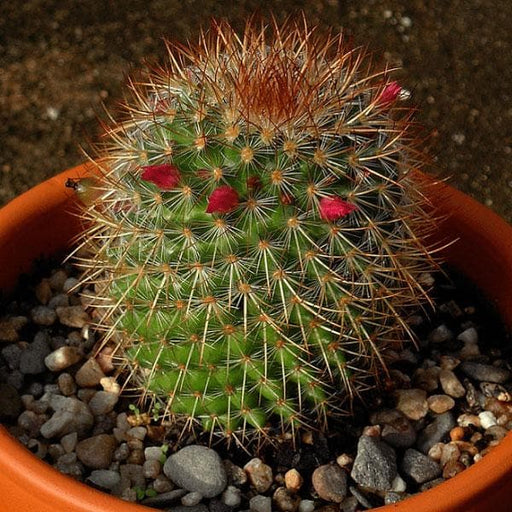 pincushion cactus - plant