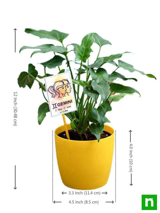 philodendron for gemini or mithun rashi - plant