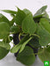 philodendron scandens oxycardium - plant