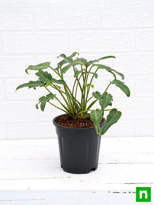 philodendron xanadu green - plant
