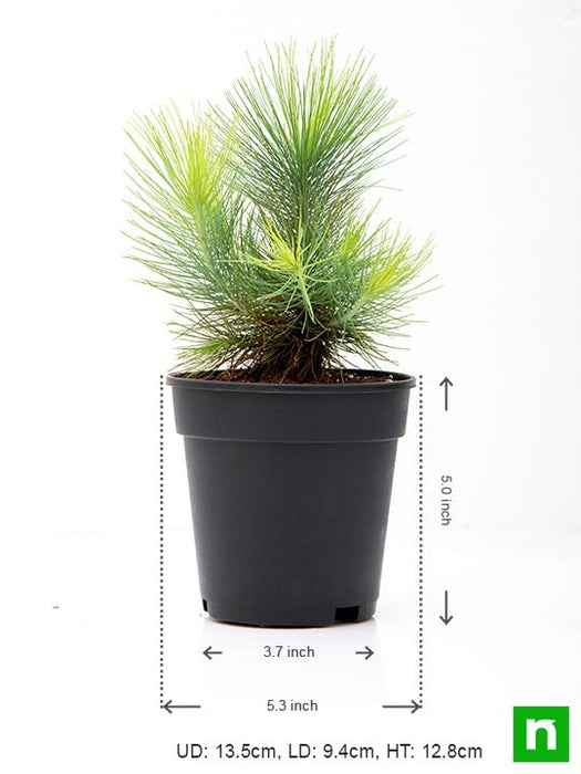 pine tree - plant