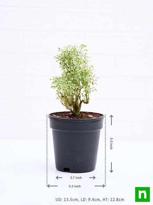 aralia miniature white - plant