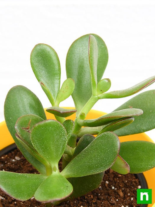 crassula ovata - plant