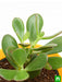 crassula ovata - plant