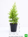 cypress golden - plant