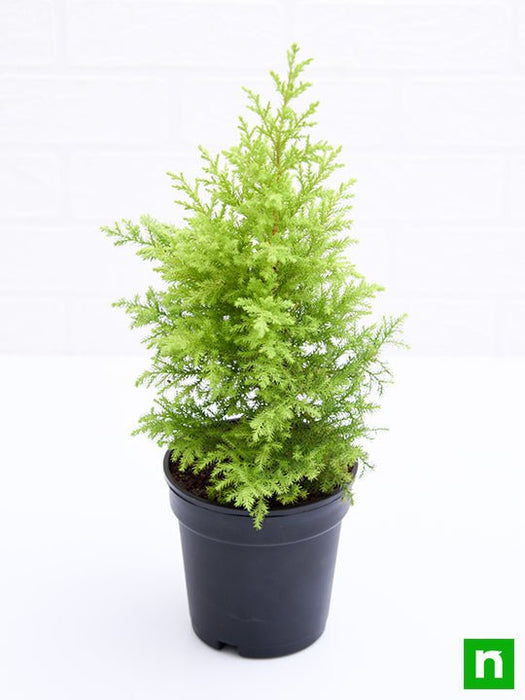 cypress golden - plant
