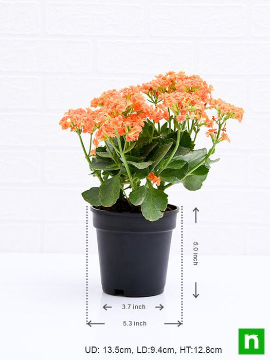 kalanchoe (orange) - plant