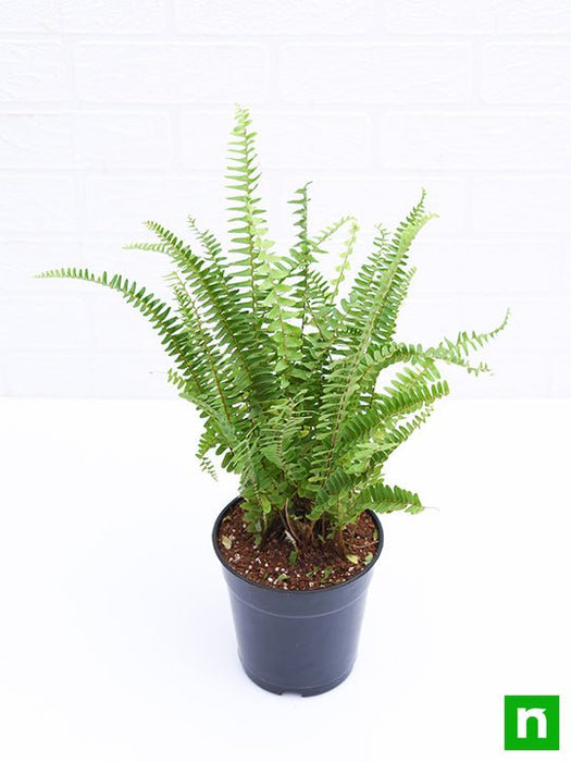nephrolepis exaltata (green) fern - plant