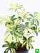 schefflera variegated - plant