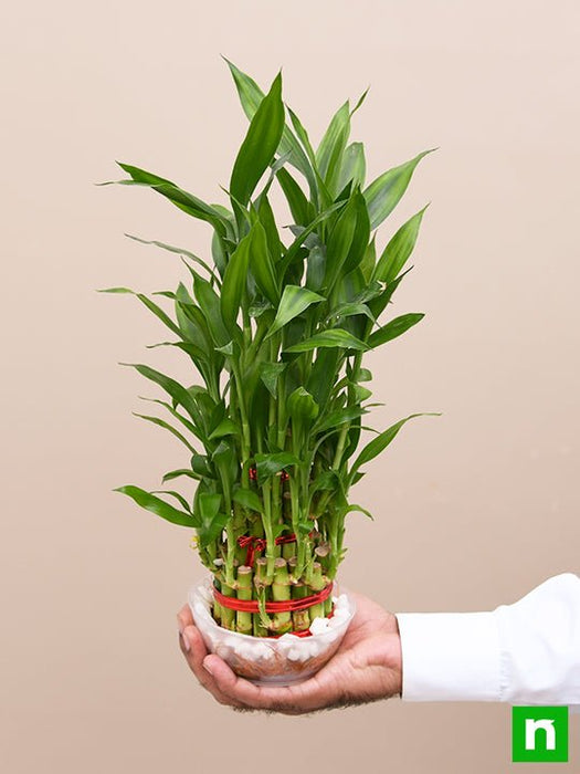 3 layer lucky bamboo plant in a bowl with pebbles - plant