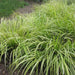 acorus grass - plant