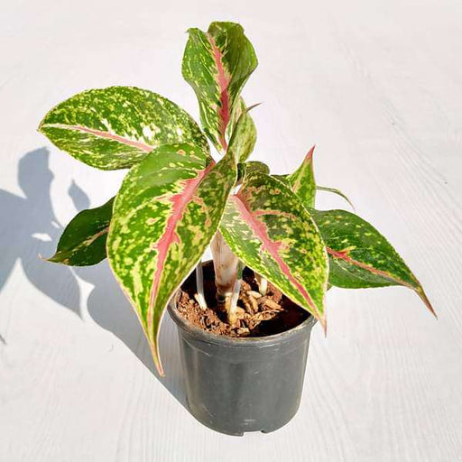 aglaonema butterfly manis - plant