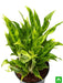 aglaonema green compact - plant