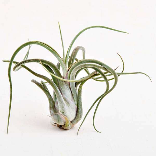  Tillandsia Caput Medusae Air Plants - Live Succulent