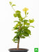 allamanda creeper - plant
