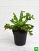 asplenium nidus crissie fern - plant