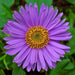 aster (any color) - plant