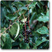 black cherry - plant
