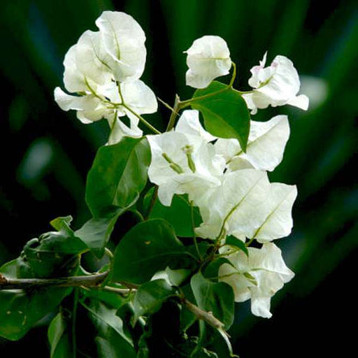 bougainvillea (white) - plant