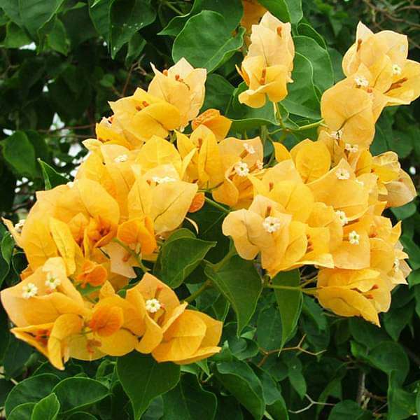 bougainvillea yellow