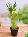 calla lily (any color) - plant